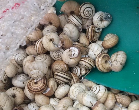 Le ''cazzavun'': le piccole lumache che i baresi non raccolgono pi�